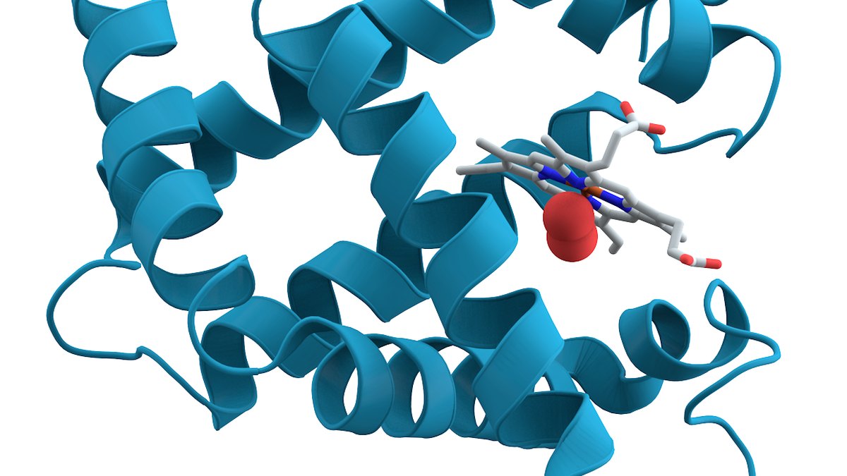 A computational ribbon model of a folded protein with a bound cofactor — the structural language de novo protein design and RFdiffusion write in, a Panacea Bio Chem explainer by Bogdan Dicoias